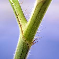 Image result for Commelina petersii