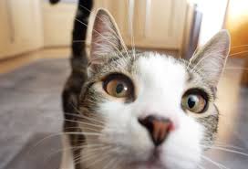 Unfortunately, the symptom was not found. Is My Cat Normal