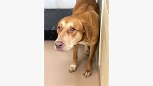 a1375 gloria urgent kill list clayton county ac by partners for pets inc dog friends rescue dogs kill list