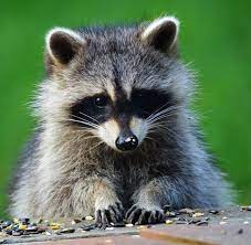 found on bing from www pinterest com animal photography animals wild cute raccoon