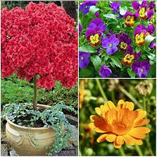 Offerte hotel a madesimo, campodolcino, chiavenna e dintorni. 6 Fiori Bellissimi Da Piantare In Primavera