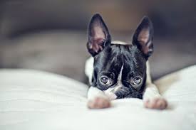 551 likes · 16 talking about this · 117 were here. Bingara Vet Clinic Pia