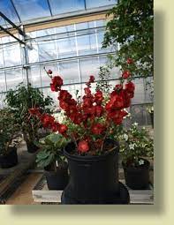 Double take scarlet puts on a spectacular early spring display of large red, double flowers. Double Take Scarlet Storm Chaenomeles Lagenaria Scarlet Storm Pp20 951 Double Take Scarlet Storm Flowering Quince Scarlet Storm Flowering Quince Scarlet Storm Quince North Carolina Extension Gardener Plant Toolbox