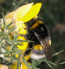 Image result for Bombus cryptarum