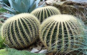 Sólo deberás tener en cuenta que contienen. Asiento De Suegra Caracteristicas Uso Cultivo Cuidados Planta Cactus