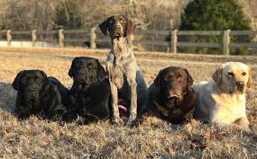 Labrador puppies, labrador retriever, labrador breeders, english labradors, american labrador, puppies for sale, greer south carolina puppies, puppies in carolina, labradors in greenville sc. Long Coats