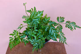 Image result for Pteris