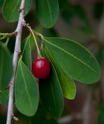 Image result for Erythroxylum emarginatum