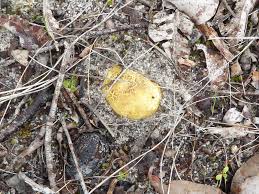 Image result for Scleroderma cepa