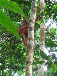 Bukit lawang, north sumatra picture: Orangutans Bukit Lawang North Sumatra Indonesia Witaworld