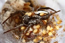 Please do not use any part of this without my permission. This Mother Spider Lets Her Babies Feast On Her Liquefied Guts
