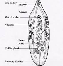 Diagram of liver fluke with label. A Labeled Diagram Of A Fluke Liver Fluke Anatomy Gallery Human Anatomy Learning Liver Fluke Human Anatomy Chart Parasite