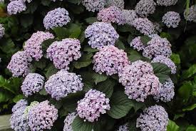 It should perform well in protected sites. Hortensia Hydrangea Macrophylla Space For Life