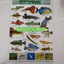 Air laut ini sangat populer di kalangan pecinta ikan hias. Poster Edukasi Jenis Nama Ikan Hewan Air Tawar Freshwater Fish Mainan Bermutu Shopee Indonesia