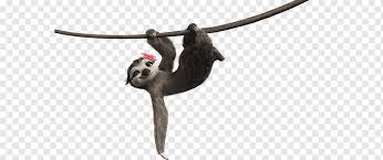 Download high quality sloth clip art from our collection of 65,000,000 clip art graphics. Sloth Sloth Animal Sloth Clipart Png Pngwing