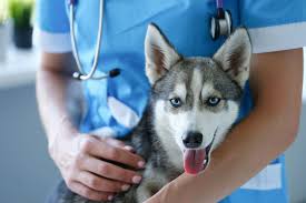 Pet Insurance vs. Wellness Plans - Whole Dog Journal