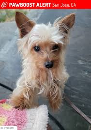 Found dog in Auburndale! Found yesterday, August 14th. No tags or number.