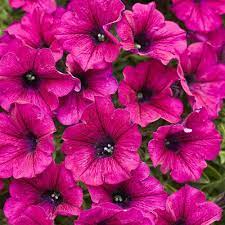 Supertunia Mini Purple Petunia Hybrid Proven Winners Purple Petunias Petunia Flower Petunia Plant