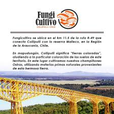 14,246 likes · 835 talking about this · 1,560 were here. Fungicultivo Chile Home Facebook
