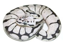 Axanthic Black And White Ball Python Zebra Bee Morph List World Of Ball Pythons Ball Python Pet Snake Cute Snake