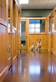 Firstly, with kennels, you have no control over the other dogs who might be staying. Virtual Tour Dogwoods Lodge Dog Boarding Kennels Pet Resort Dog Hotel