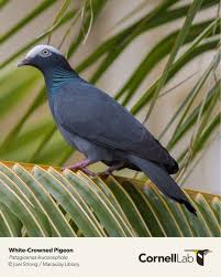 Image result for Pleurostylia capensis