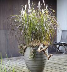 Graser Filigrane Halme Fur Draussen Pflanzen Gras Blumenkubel Draussen