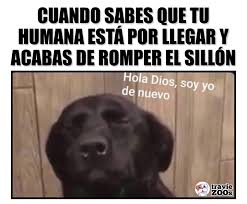 Necesito Tu Ayuda Funny Animal Memes Memes Best Memes