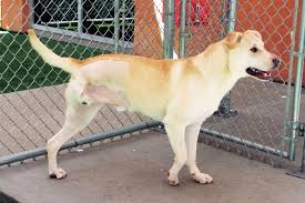 Hours may change under current circumstances Farmington Regional Animal Shelter Holding A Special Adoption Event The Durango Herald