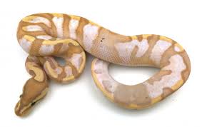 Ghi calico enchi pastel super vanilla, sex: Snakes For Sale Royal Constrictor Designs