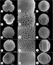 Image result for Agathisanthemum globosum