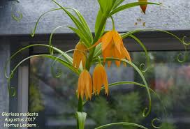 Image result for Littonia modesta