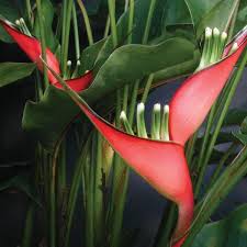 Thai dwarf ixora plants are used as groundcovers and as bedding plants. Heliconia Stricta Dwarf Jamaican Buy It Now