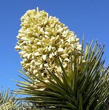 We did not find results for: Joshua Tree Yucca Brevifolia