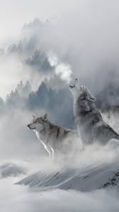 Comments for the wolf in snow wallpaper. Wolves In Snow Wallpapers Wallpaper Cave