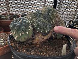 Why are traffic lights red, yellow and green? Cactus Conservation Institute