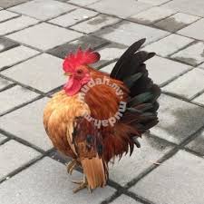 There are many chicken breeds available, including mottled houdan chicks, buff laced polish chicks, buttercup chicks, black langshan chicks, and many other. Ayam Serama Year Of Rooster Rooster For Sale Hobby Bantam Chickens Chicken Pictures Chicken Breeds