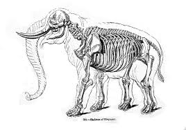 Image result for elephant anatomy