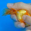 However you do need to have a mix of male and female goldfish in. 1