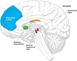 Image result for Dopamine