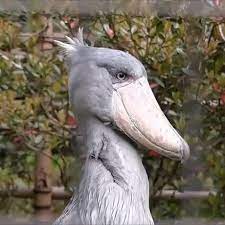 Pin On Unique Animals