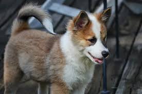 Ckc registered yorkshire terrier puppies for sale in greenwood, sc ckc! Isneista