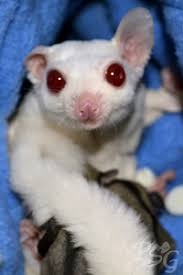 Sugar Glider Color Variations
