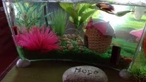 Betta Red On His Leaf Hammock Betta Red Hammock