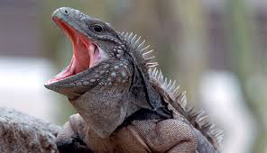 Freezes limit iguanas' range expansion and will kill or slow them in range areas during winter weather. Iguanas