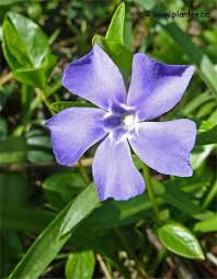 We did not find results for: Liste Des Plantes Par Nom Latin Pour U Et V