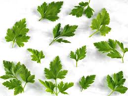 Coriander is originally from the southwestern asia across to north africa. Difference Between Celery Cilantro And Parsley The Times Of India