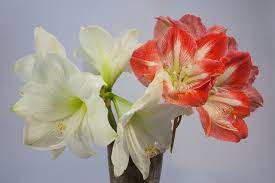 Bonnie S Garden Amaryllis The Great Big Greenhouse Flower Meanings Flowers Different Types Of Flowers