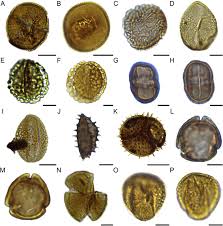 Image result for Pseudocyclosorus pulcher