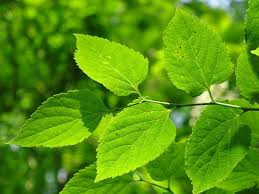 Image result for Celtis